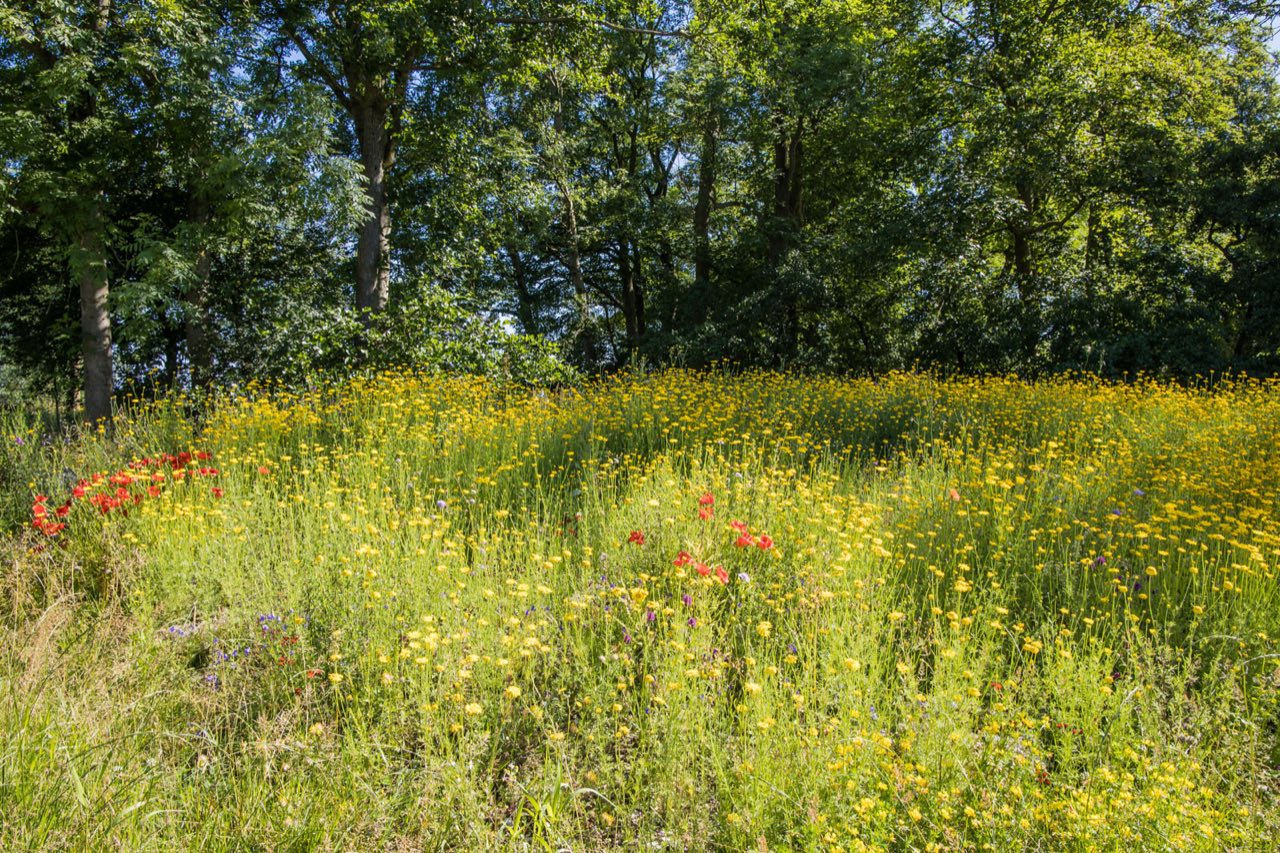 Stinzenflora in bloei